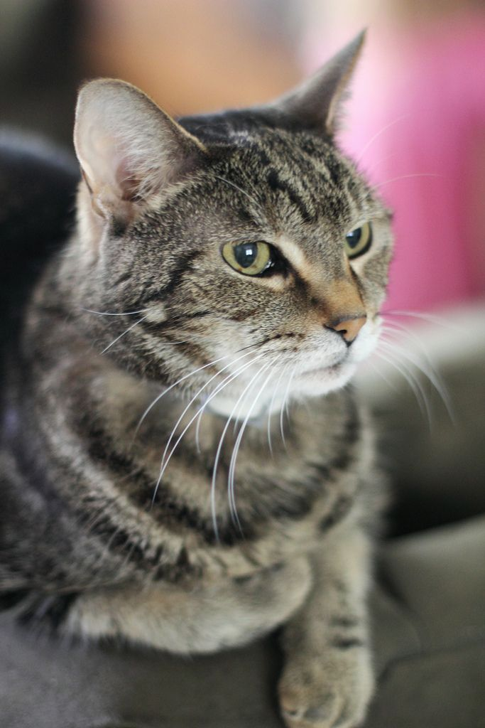 A cute cat
