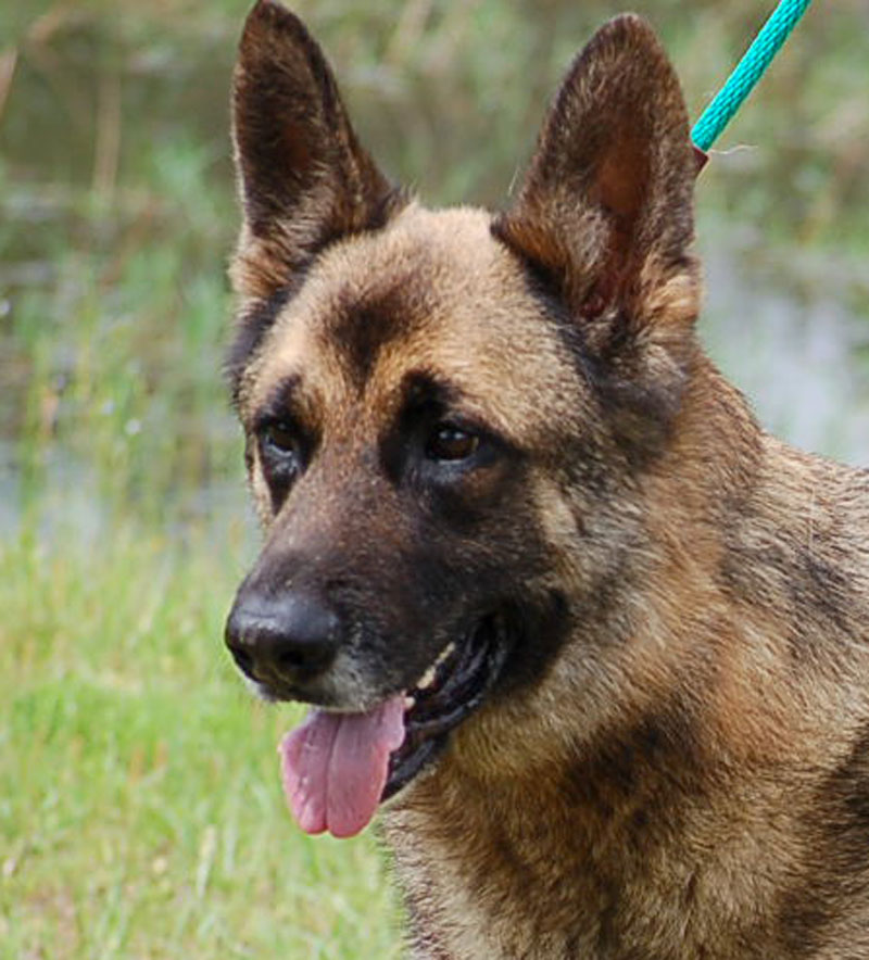 A cute dog